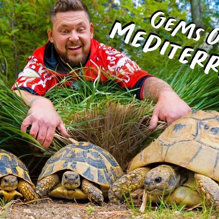 Guide To How Big Do Hermann Tortoises Get: Must-Read Info