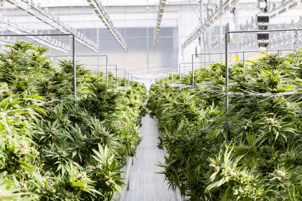 A row of cannabis plants growing in a greenhouse setting